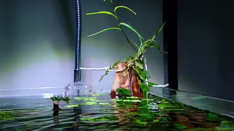 Flat One von Romano E (28)