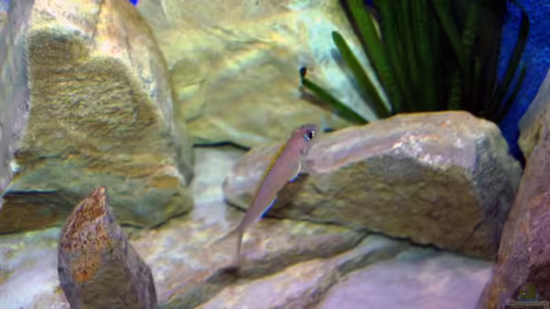 Flavipinnis mit Steinaufbauten von Rainer König (13)