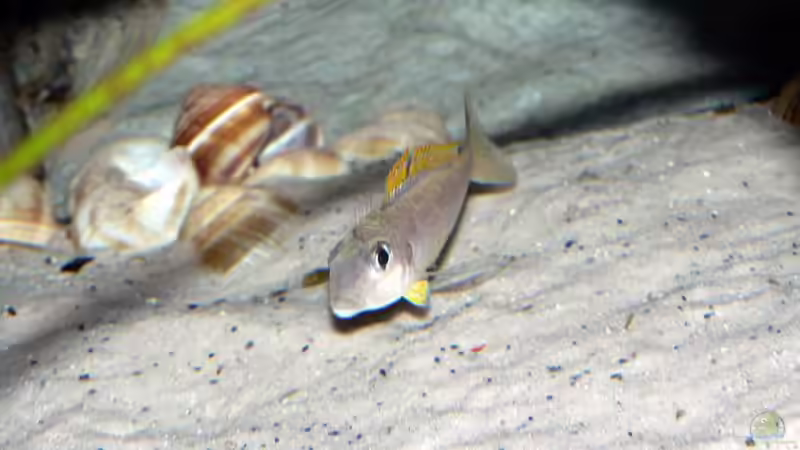 Flavipinnis von Baeltes (21)