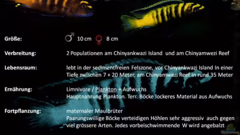 Flavus (Quelle: Malawi-guru.de) von Jean-Paul Ambord (20)