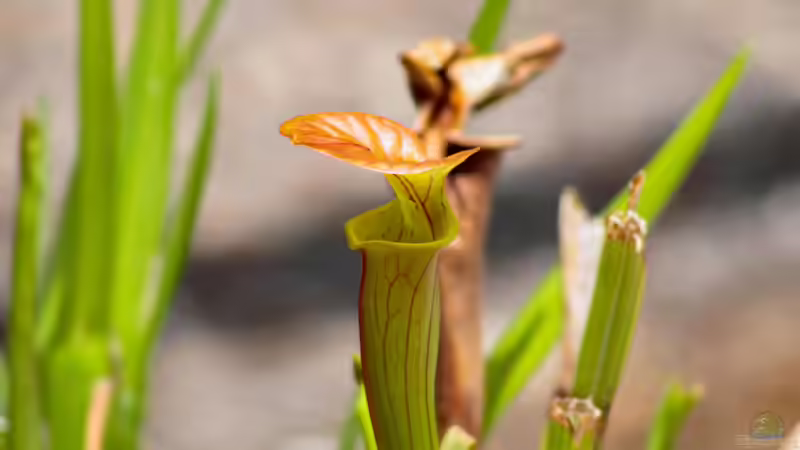 Fleischfressende Pflanzen - Das macht ihre Faszination aus