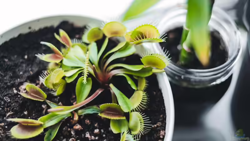 Fleischfressende Pflanzen - Das macht ihre Faszination aus