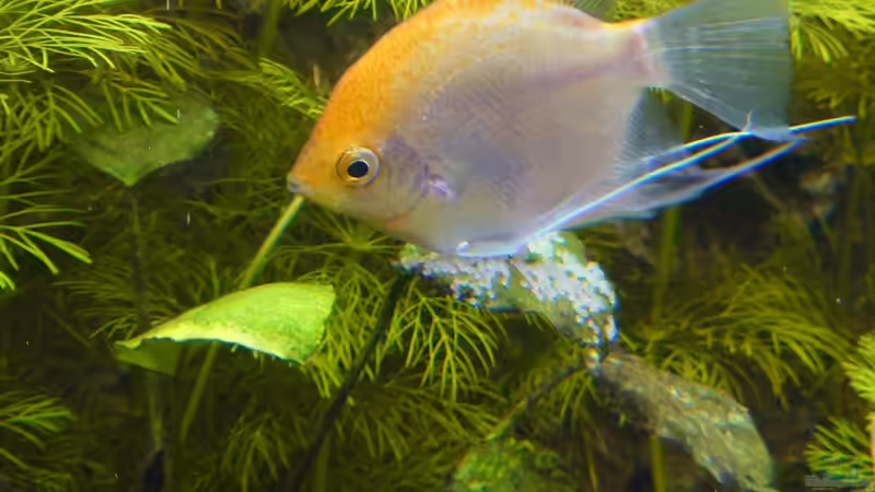 Fleißig sind sie  von Stefan von Oettingen (24)