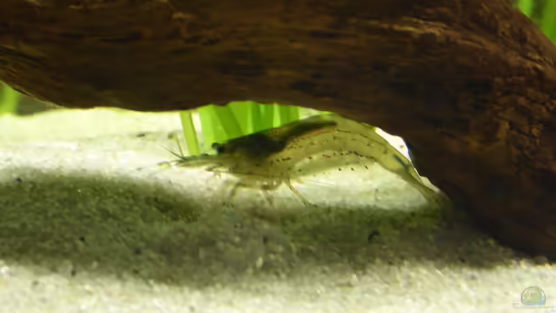 fleißige Amano-Garnele (2017) von John Pulpo (10)