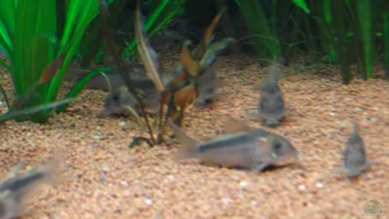 fleißige Kerlchen; die Beifische Corydoras aeneus von Romer (16)