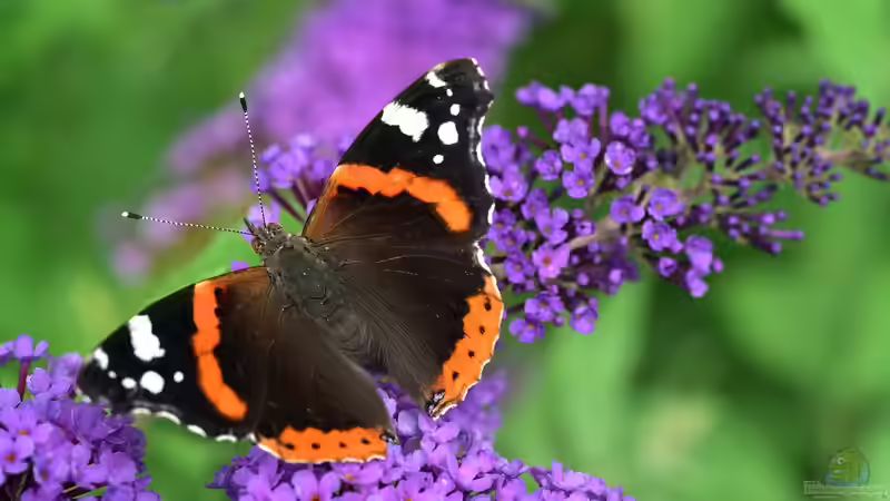 Flieder schneiden für die Vase – ohne die Pflanze zu schädigen