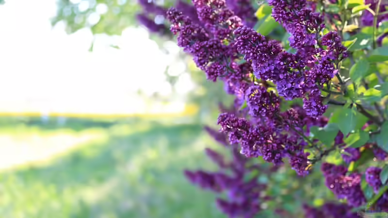 Flieder schneiden für die Vase – ohne die Pflanze zu schädigen