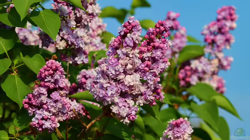 Flieder schneiden für die Vase – ohne die Pflanze zu schädigen