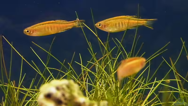 Flinke Flitzer - gar nicht so leicht, die im Bild fest zu halten von bergfrau (46)