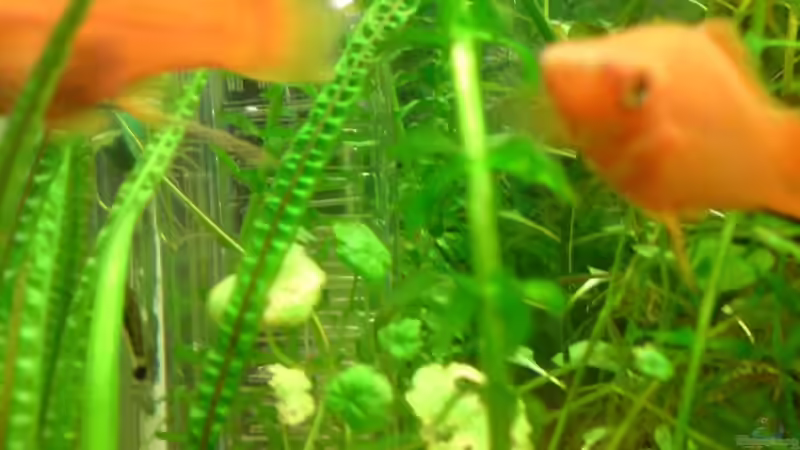 Flipper  von ThomasS. (14)