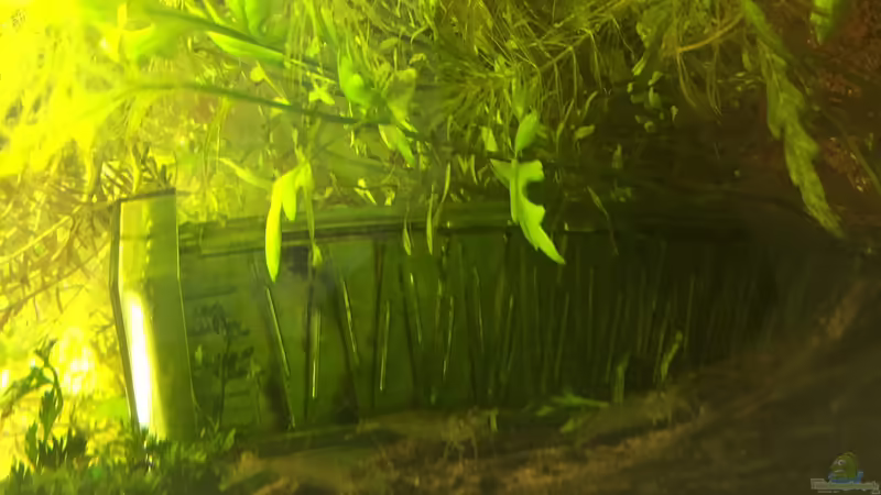 Flipper von DavidK31 (12)