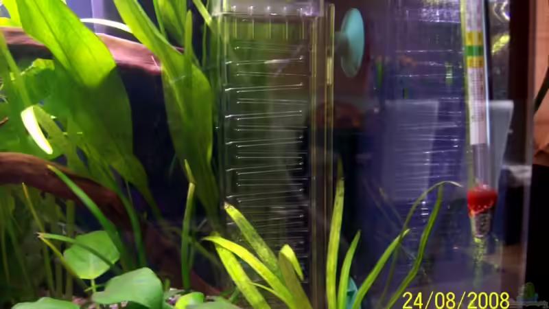 Flipper von Dennerle von Thomas Schmidt (26)