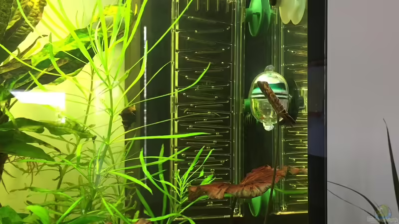 Flipper von Embasch (17)