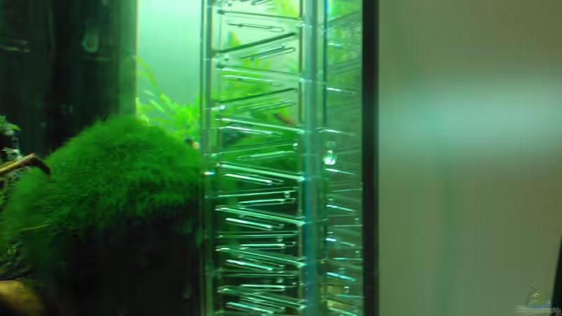 Flipper von madapusa (23)