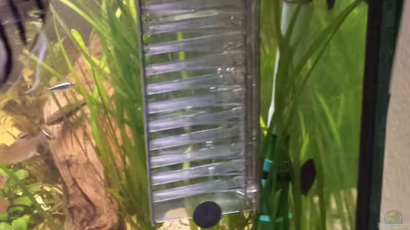 flipper von Mateusz (8)