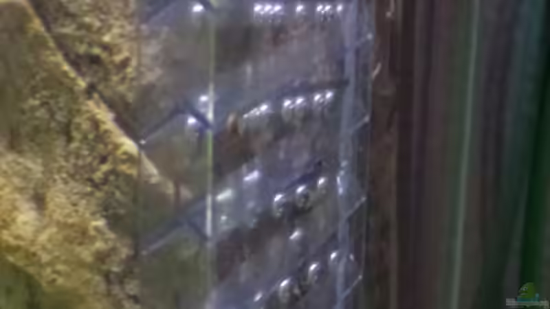 Flipper von raubsau (134)