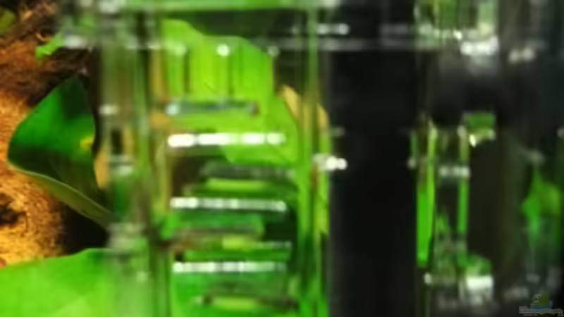 Flipper von sandybunny (13)