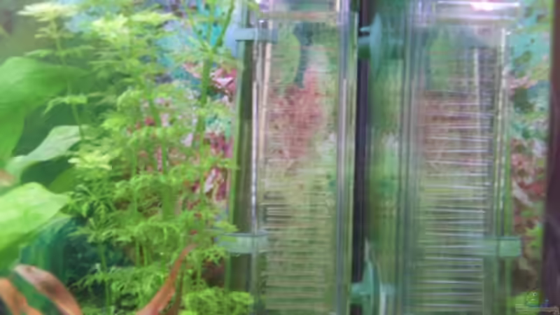 Flipper von Viva los tioz (7)