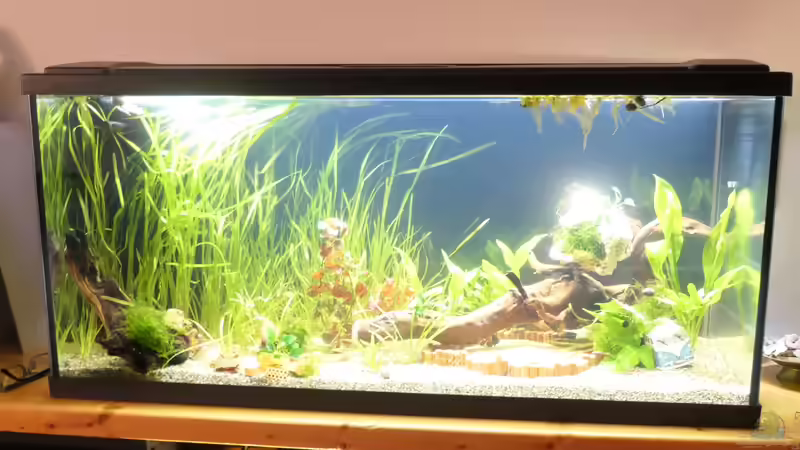 Floatglas in der Aquaristik - Eigenschaften, Herstellung und Bedeutung