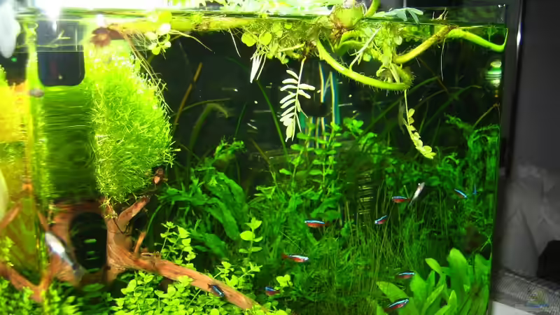 Floatglas in der Aquaristik - Eigenschaften, Herstellung und Bedeutung