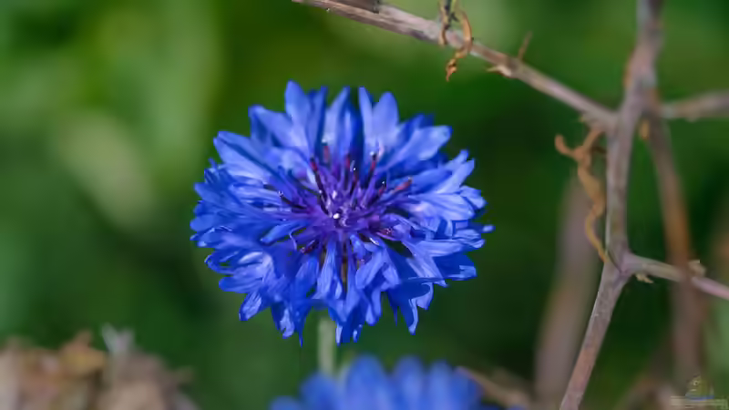 Flockenblumen Centaurea - robuste Blütenstauden für naturnahe und farbenfrohe Gärten