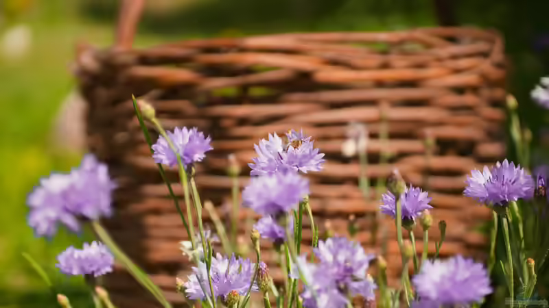 Flockenblumen Centaurea - robuste Blütenstauden für naturnahe und farbenfrohe Gärten