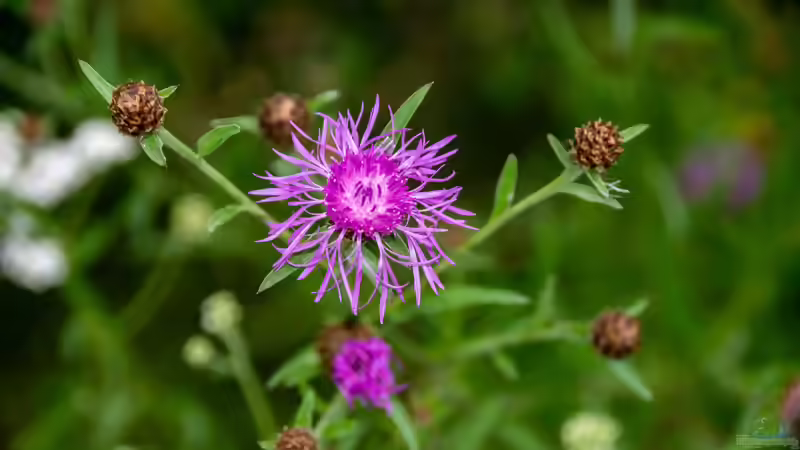 Flockenblumen Centaurea - robuste Blütenstauden für naturnahe und farbenfrohe Gärten