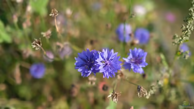 Flockenblumen Centaurea - robuste Blütenstauden für naturnahe und farbenfrohe Gärten