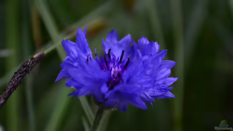 Flockenblumen Centaurea - robuste Blütenstauden für naturnahe und farbenfrohe Gärten
