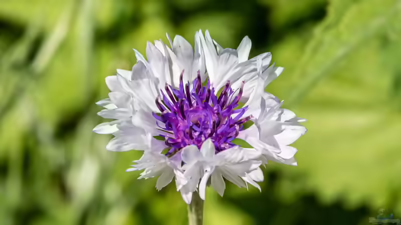 Flockenblumen Centaurea - robuste Blütenstauden für naturnahe und farbenfrohe Gärten