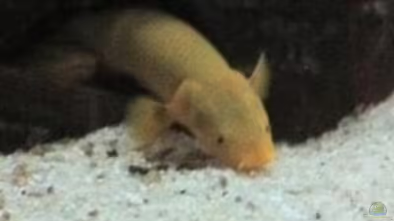 Flösselaal von Jennifer Clee (44)