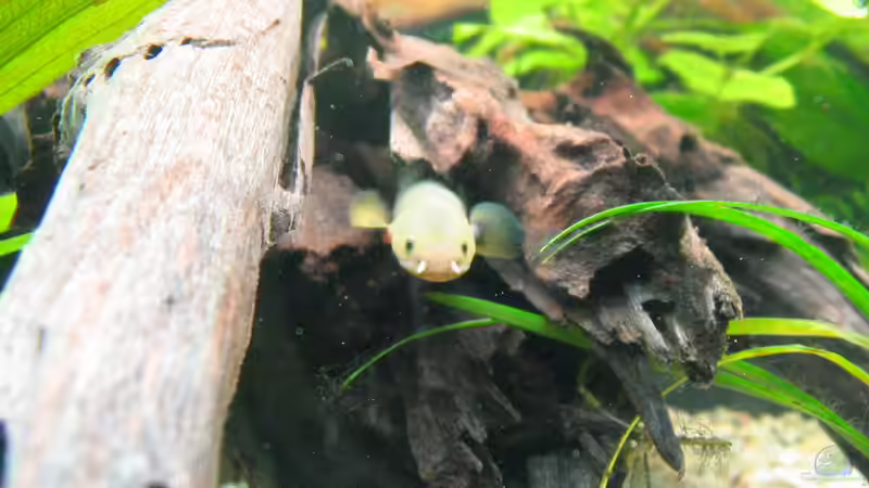 Flösselaal von Mike Nebenführ (19)