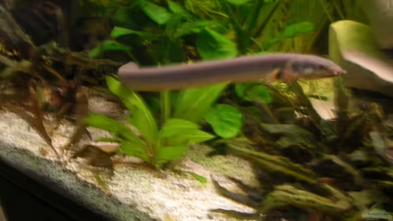 Aquarien mit Erpetoichthys calabaricus (Flösselaal)