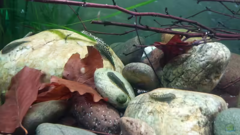 Flössis von Miss Kasimir (3)