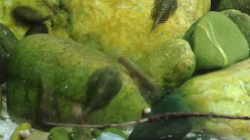 Flössis von Miss Kasimir (5)