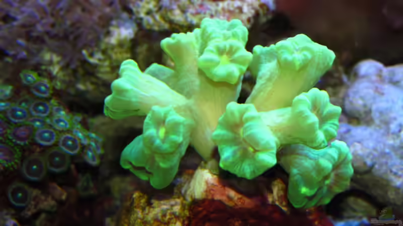 Flöten oder Fingerkoralle von Johannes 88 (29)