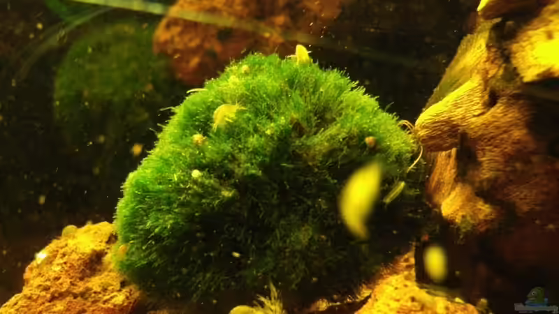 Mit Mooskugel das Aquarium dekorieren (Einrichtungsbeispiele mit Cladophora aegagrophila)