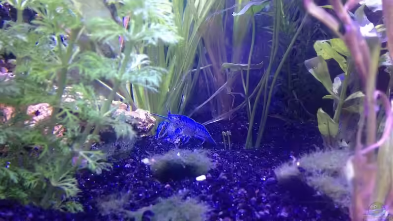 Florida Krebs in der Abend-Dämmerung von Torsten Dau (7)