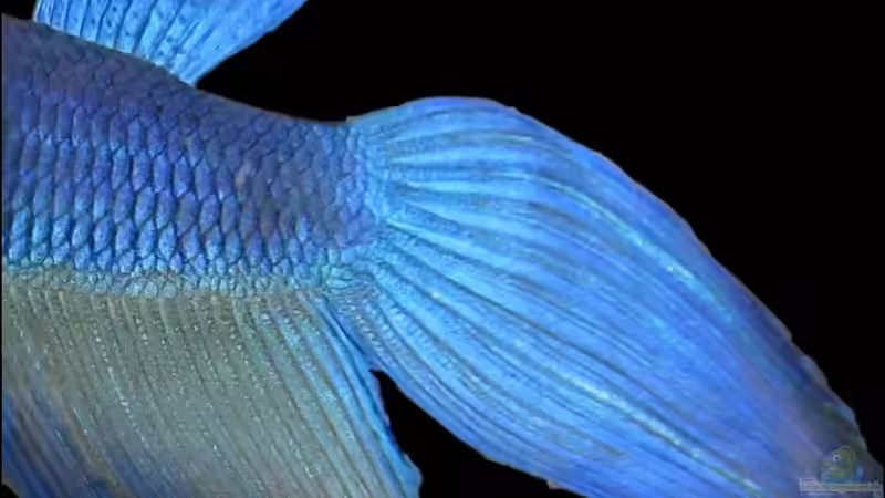 Flossenformen als Zuchtmerkmal bei Kampffischen