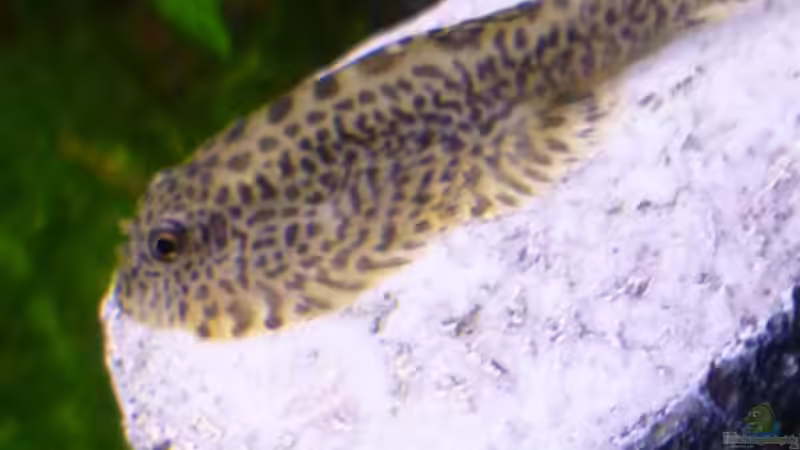 Aquarien mit Beaufortia kweichowensis (Feinpunkt Flossensauger)