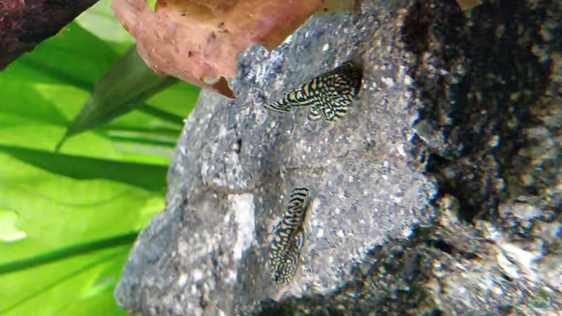 Flossensauger am Stein von Woidma (97)