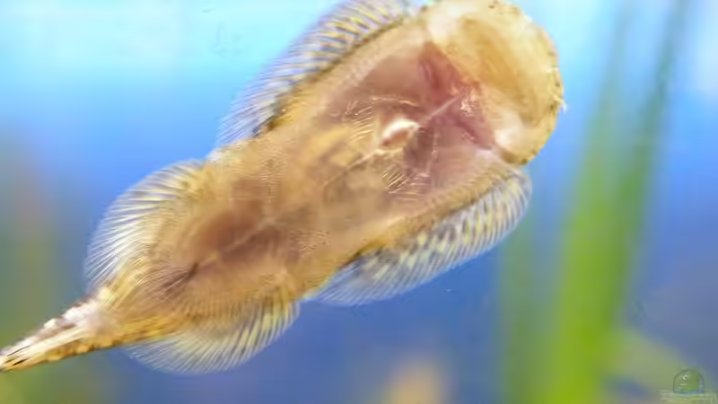 Flossensauger an der Scheibe - 11.07.2011 von bergfrau (63)