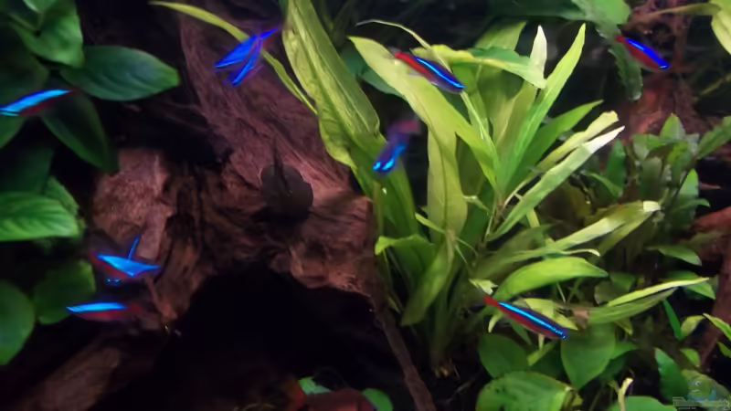 Flossensauger auf der Wurzel von Niko P. (23)