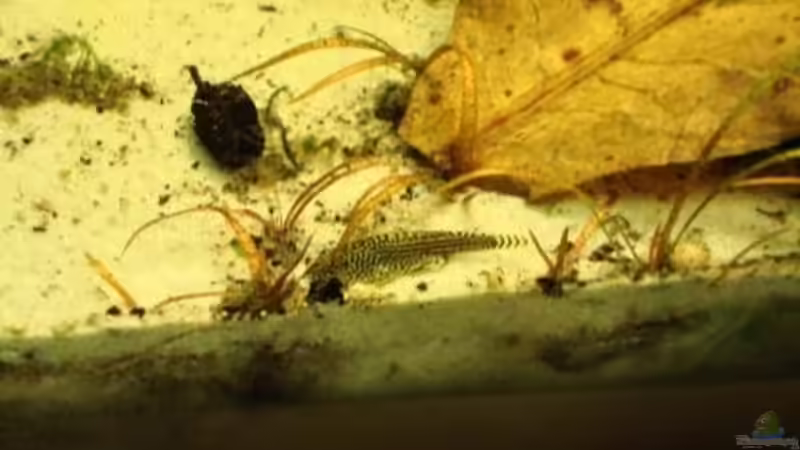 Erlenzapfen im Aquarium verwenden (Einrichtungsbeispiele, die Erlenzapfen anwenden)