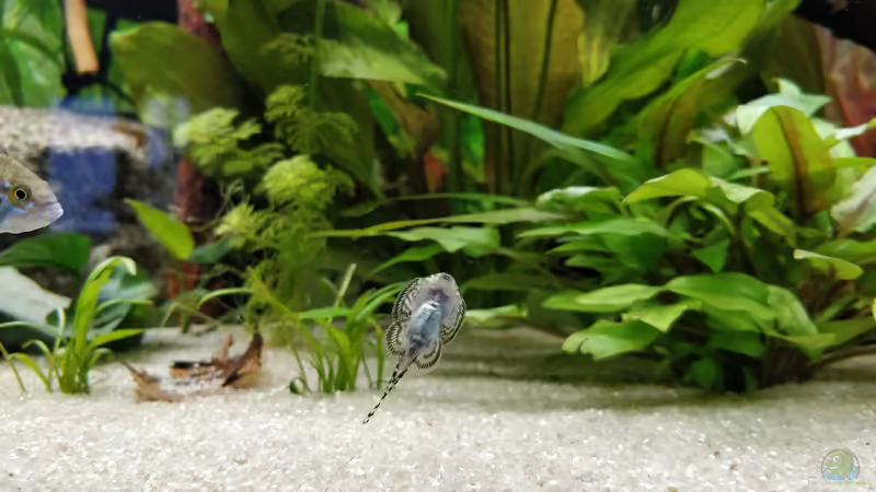 Flossensauger mal von unten von Woidma (99)