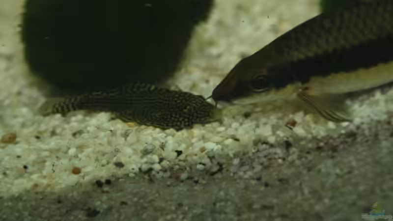 Flossensauger mit Siamesischen Algenfresser von Michael Schilling (15)