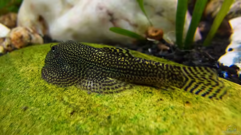 Flossensauger (Sewellia sp. spotted) von YoshiMaus (46)