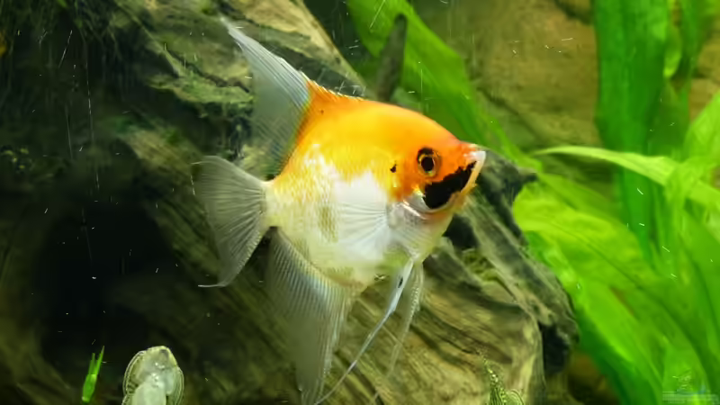 Flossensauger und Skalar Weibchen 30.12.12 von nokoeh (46)