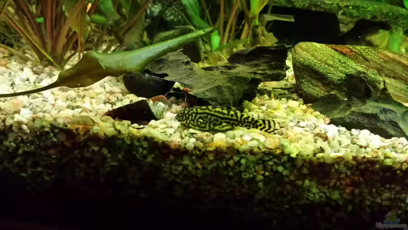 Flossensauger von Jens Holzner (7)