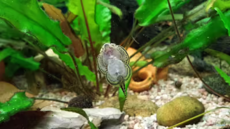 Flossensauger von Jens Holzner (8)